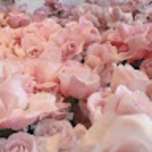 Meet your Posher, Yajaira